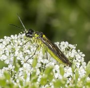 Bladhveps tenthredo mesomela